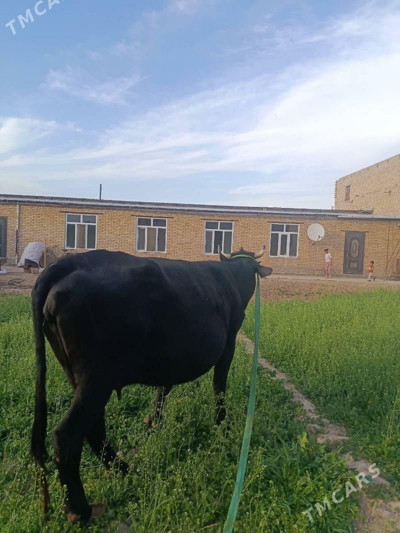 арасса чорну пийостур богаз - Чарджоу - img 1