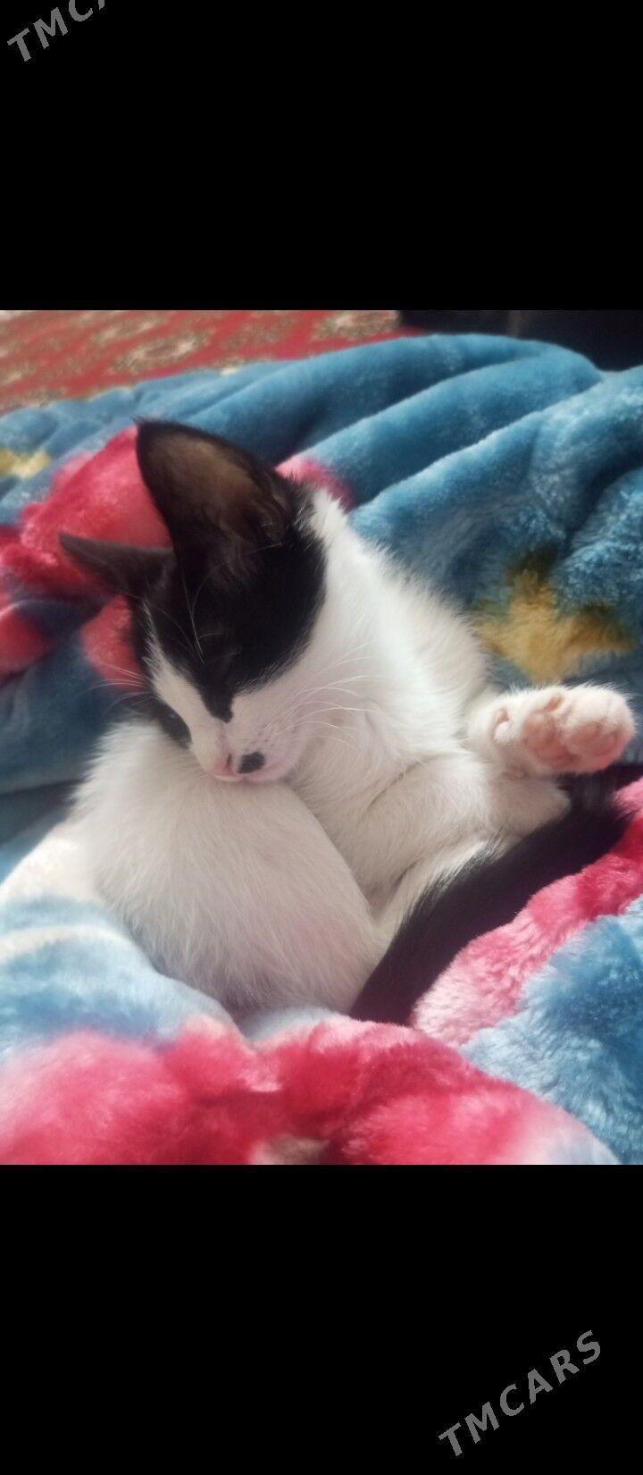 pişik - Daşoguz - img 1