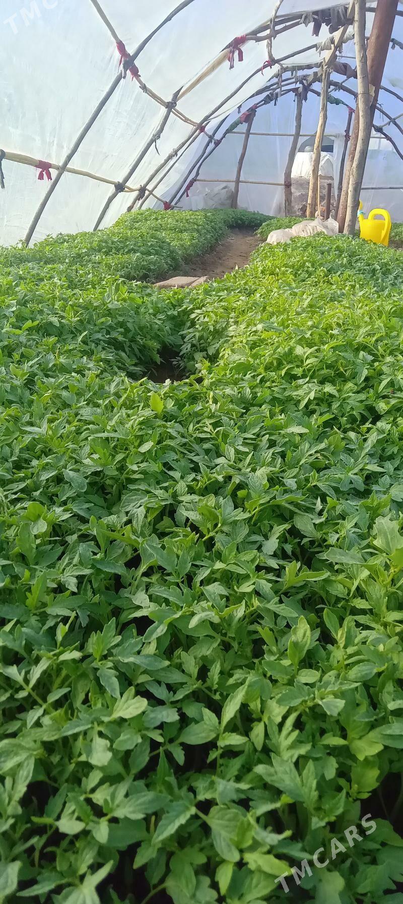 pomidor şitil - Теджен - img 1