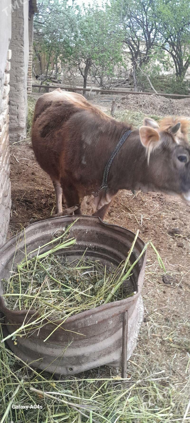 Göle - Sakarçäge - img 1