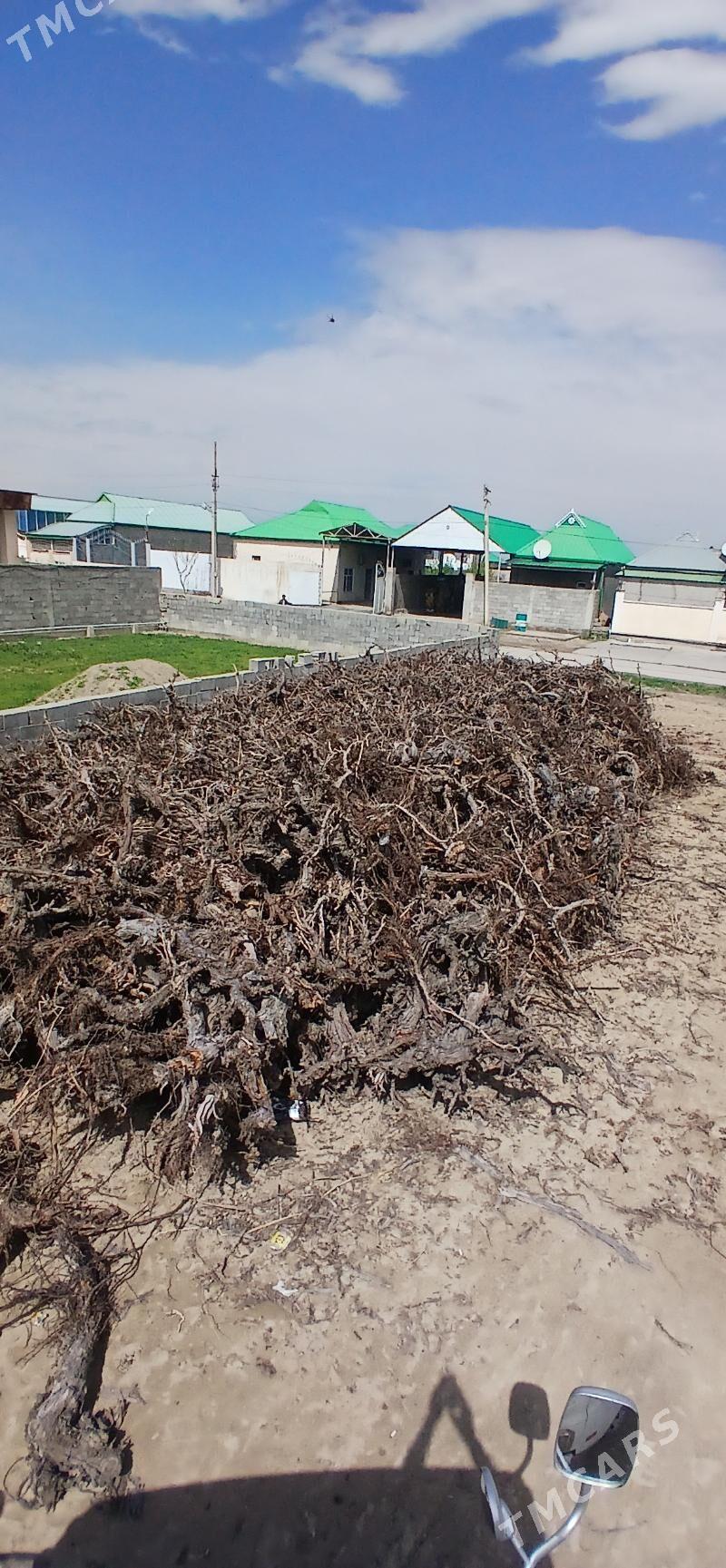 Uzum tonno - Бузмеин - img 1