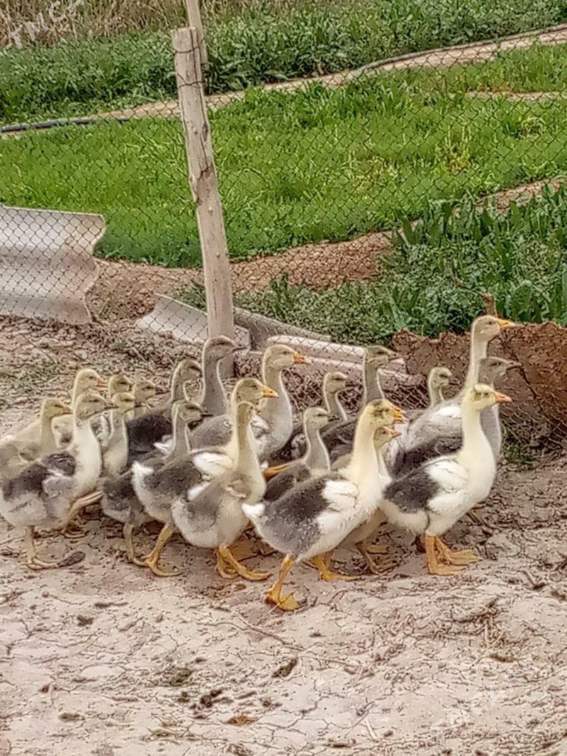 ördek gus martin - Каракумский этрап - img 1