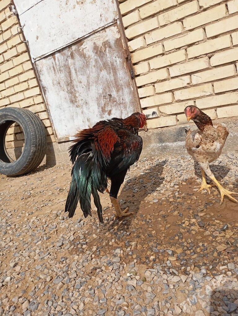 baysowy horaz - Мары - img 1