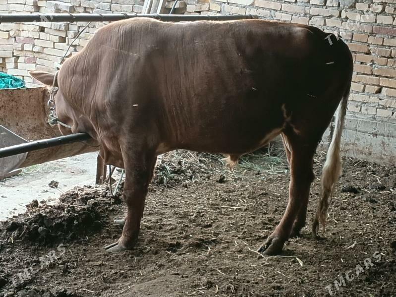 Okuz - Türkmenabat - img 1