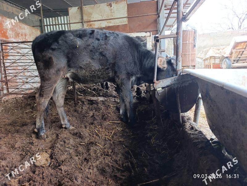 tuwe - Ашхабад - img 1