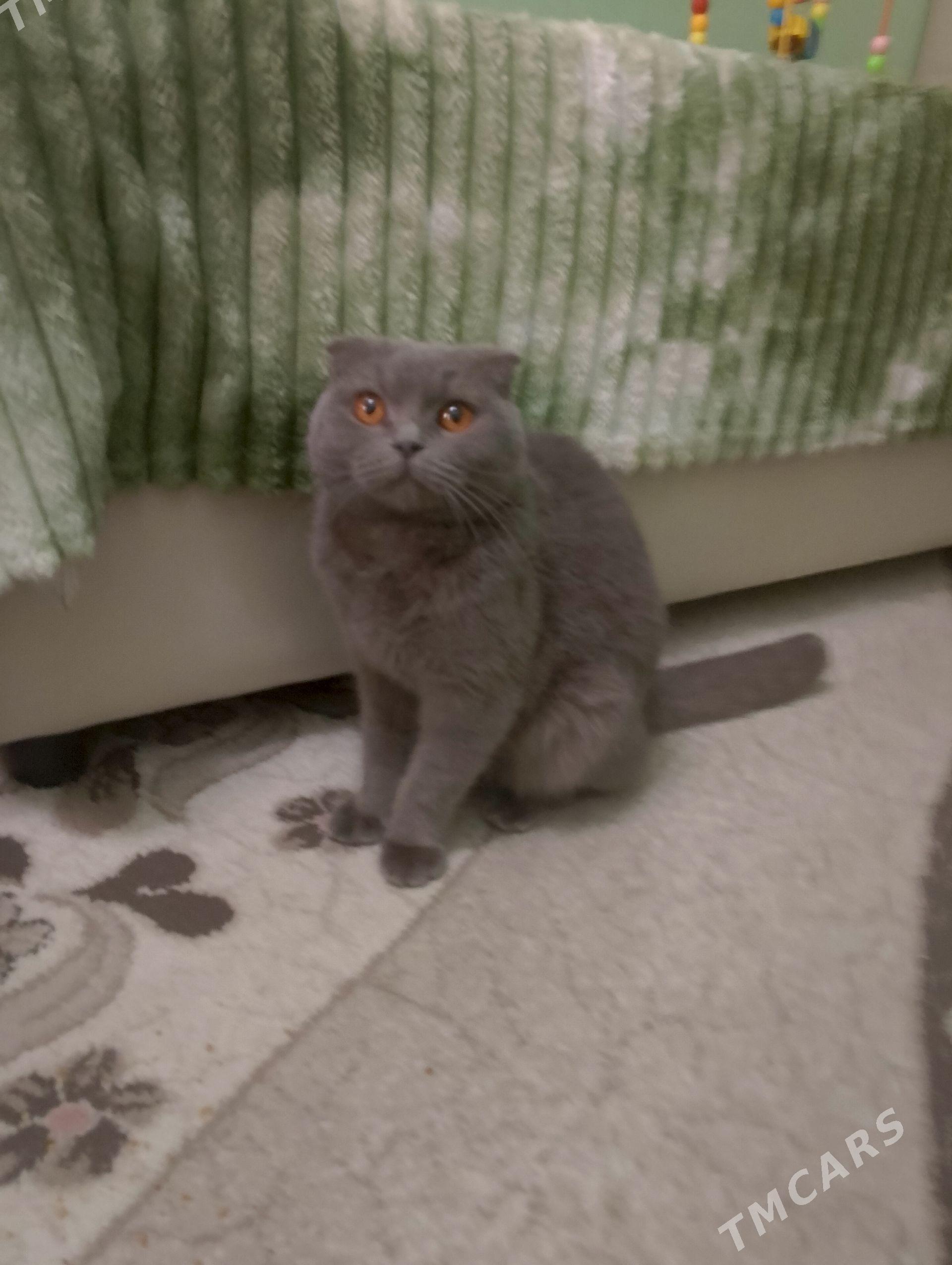 кошка на вязку - Aşgabat - img 1