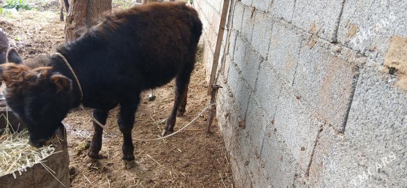 ökuz - Gökdepe - img 1