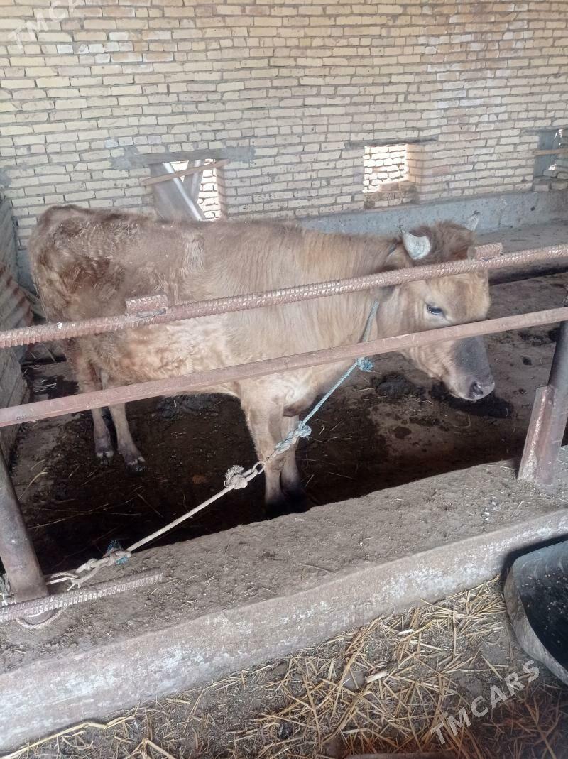 okuz - Çärjew - img 1