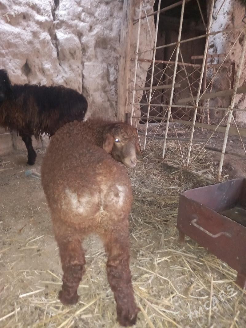 Goç guzy - Boldumsaz - img 1