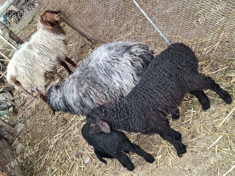 goyin kozi - Şabat etr. - img 1