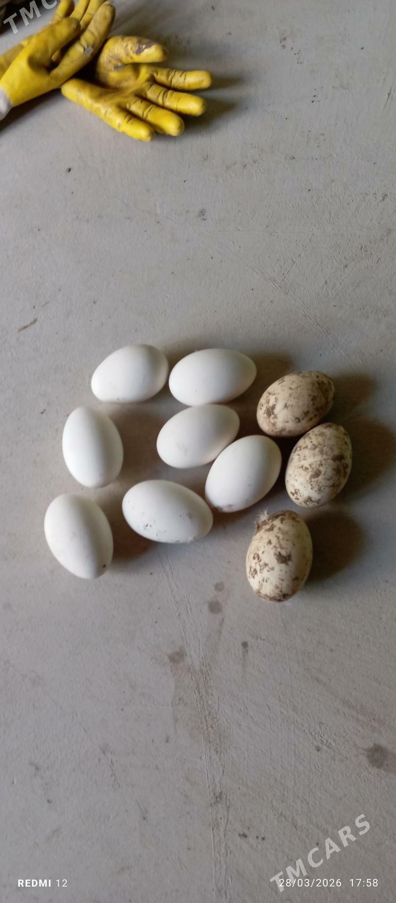 gaz yumurtga - Гёкдепе - img 1