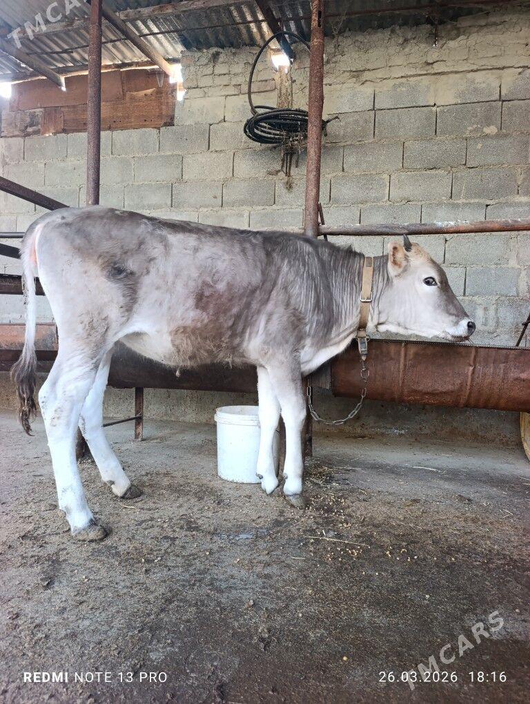 Tùwe - Bäherden - img 1