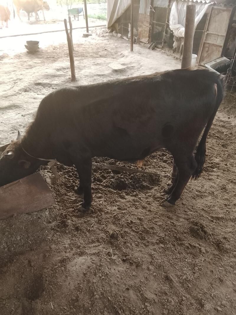 goleli sygyrlar - Mary - img 1