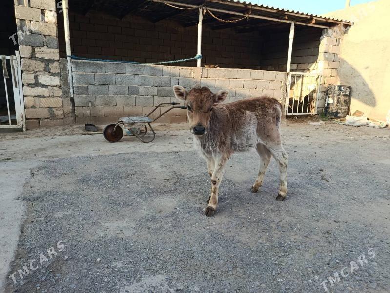 Gope - Gyzylarbat - img 1