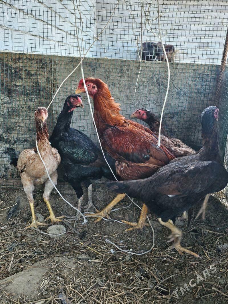 Towuk - Bäherden - img 1