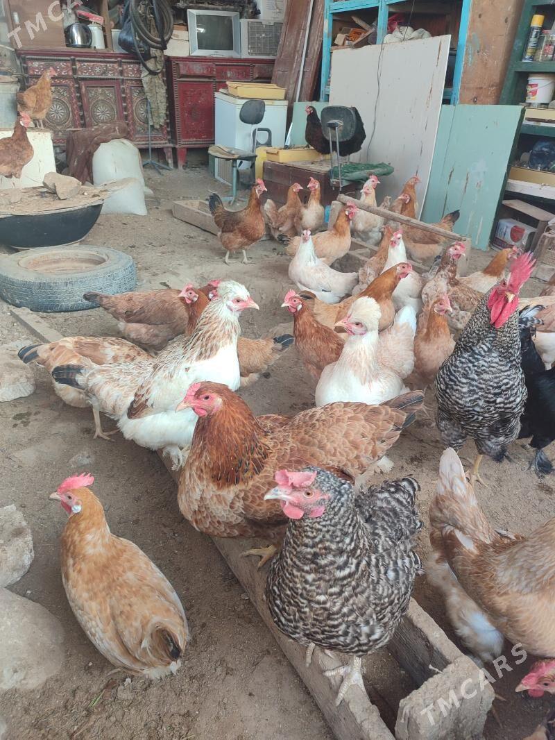 Towuk Tejen paroda - Гызыларбат - img 1