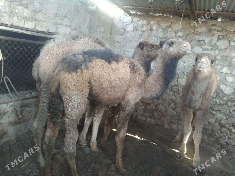 torymla - Джебел - img 1