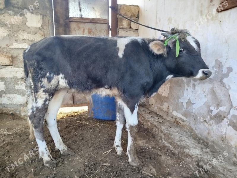 okuz - Balkanabat - img 1