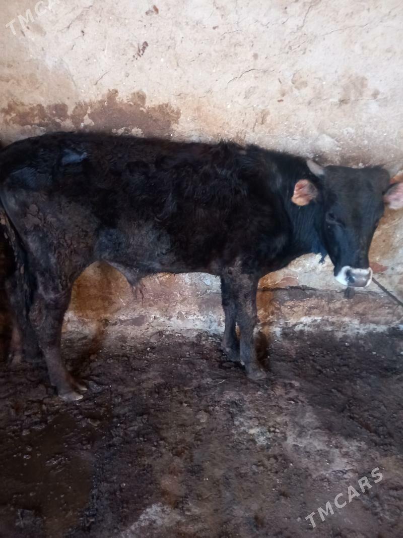 Okuz - Gyzylarbat - img 1