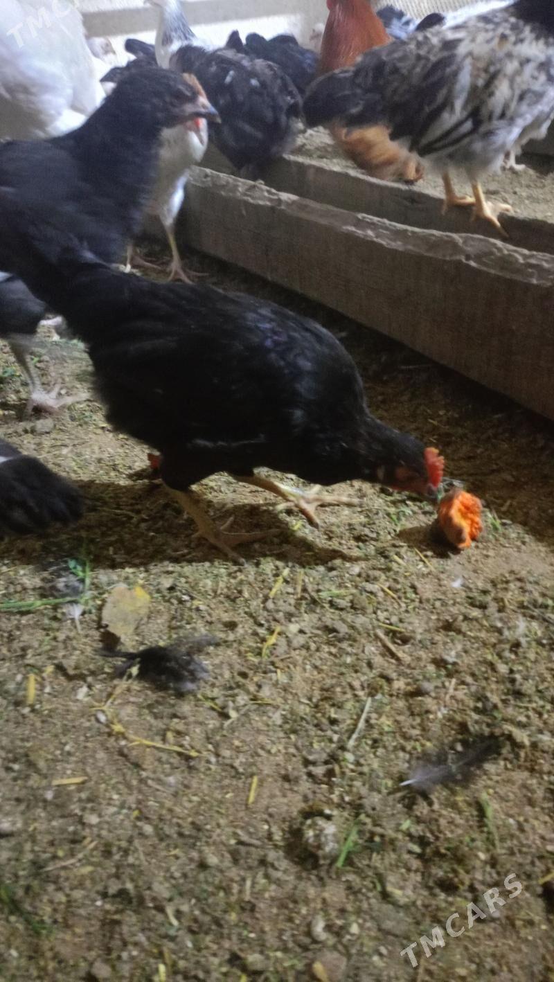 жуйже гара - Туркменабат - img 1