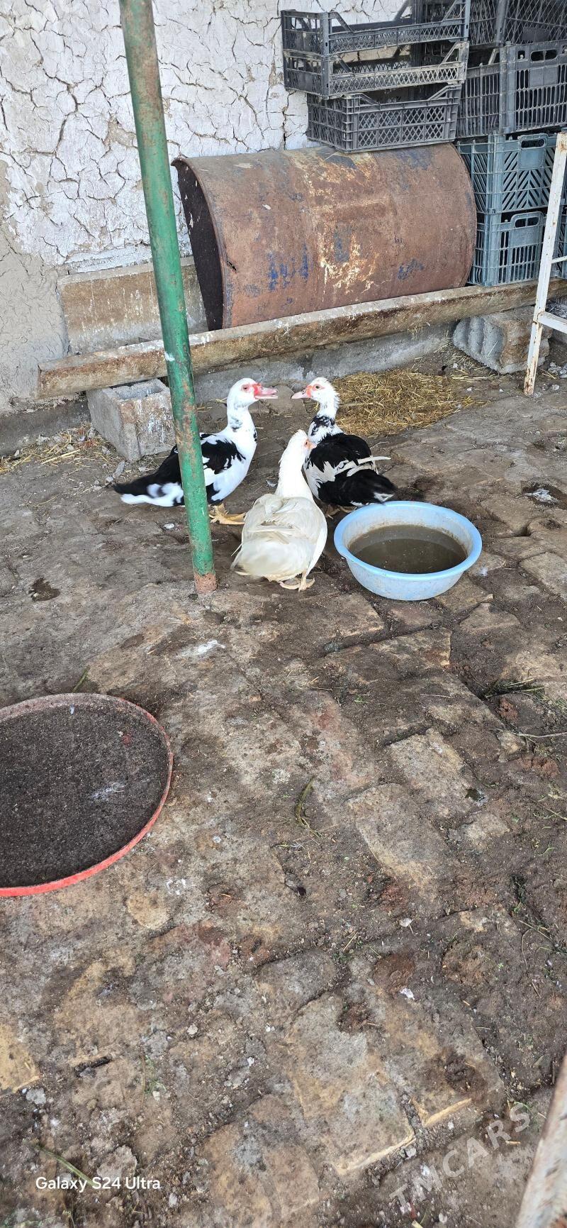 Indautga - Гёкдепе - img 1