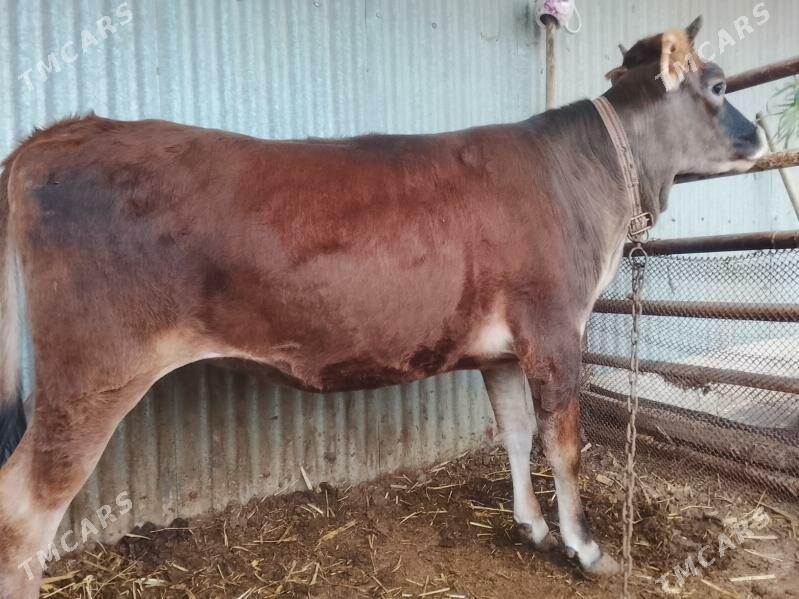 Gulajyn - Wekilbazar - img 1