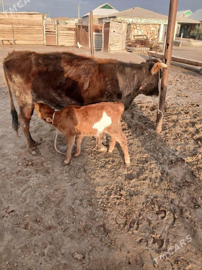 Goleli sygyr - Etrek - img 1