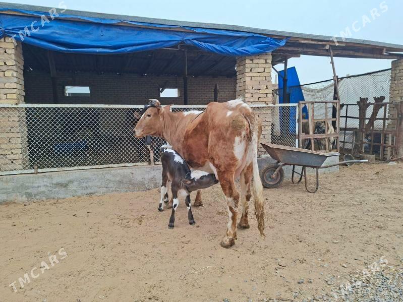 göleli sygyr - Мургап - img 1