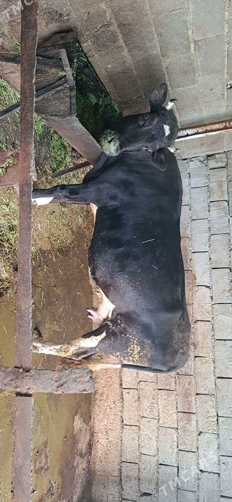 SYGYR PARODA - Bäherden - img 1