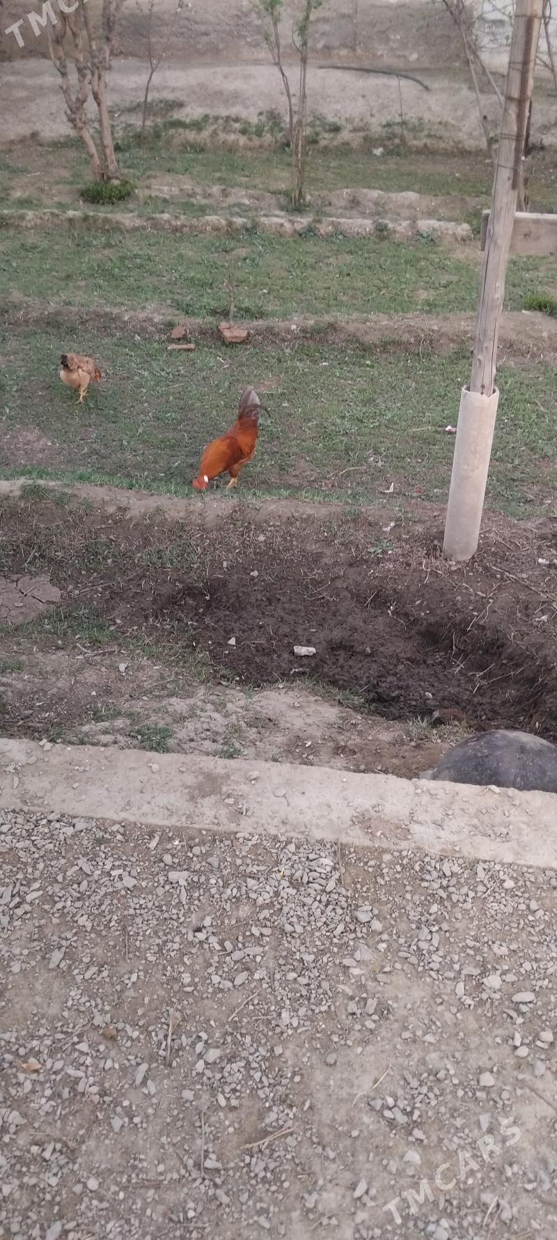 horaz - Bäherden - img 1