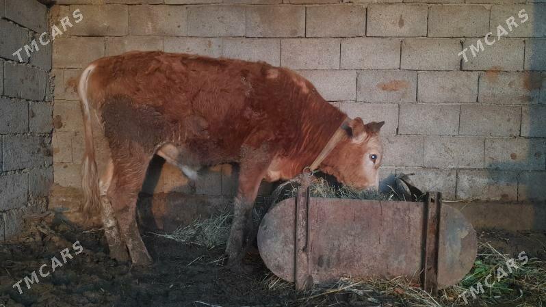 ökuz - Gökdepe - img 1