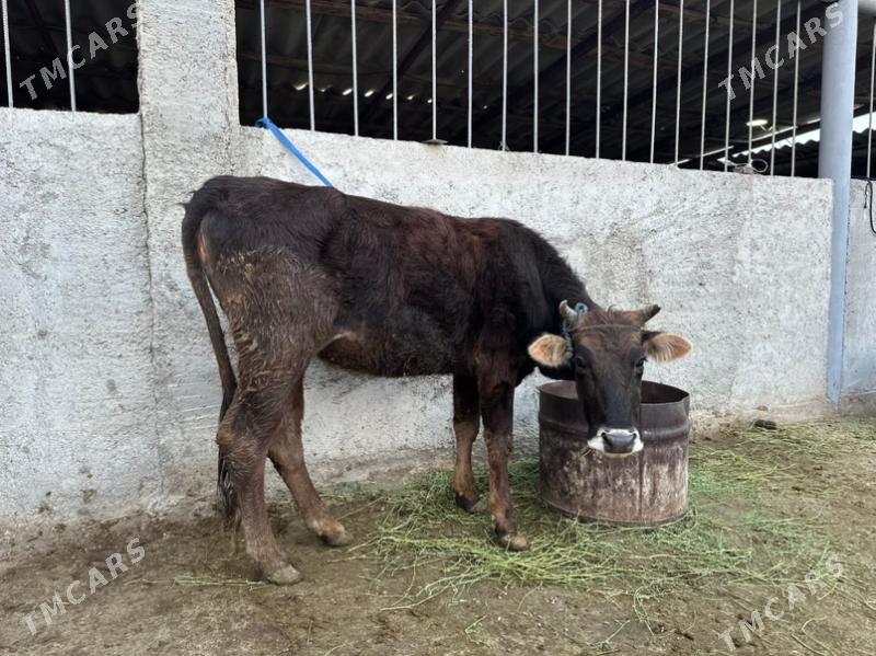 tohum tuwe - Ак-Бугдайский этрап - img 1