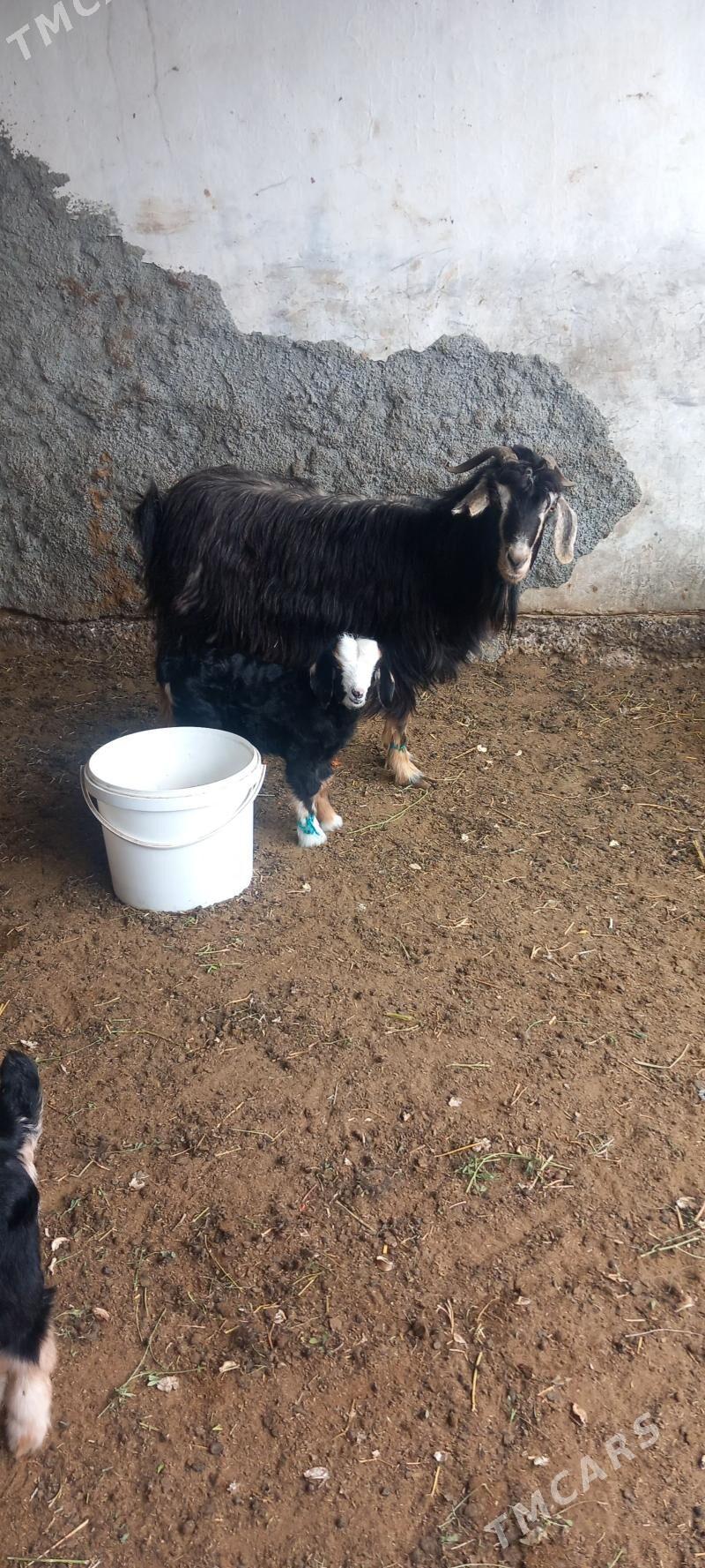 owlak geci - Ашхабад - img 1