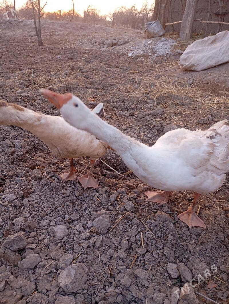 Gaz - Şabat etr. - img 1