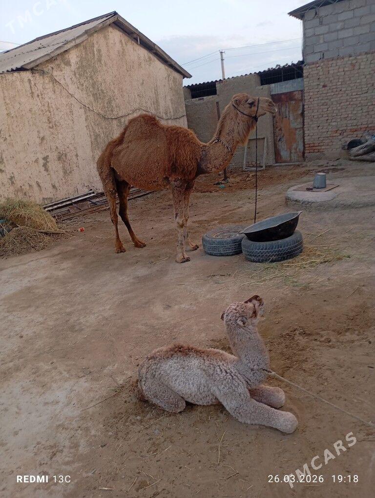 Кошекли дуйе - Bäherden - img 1