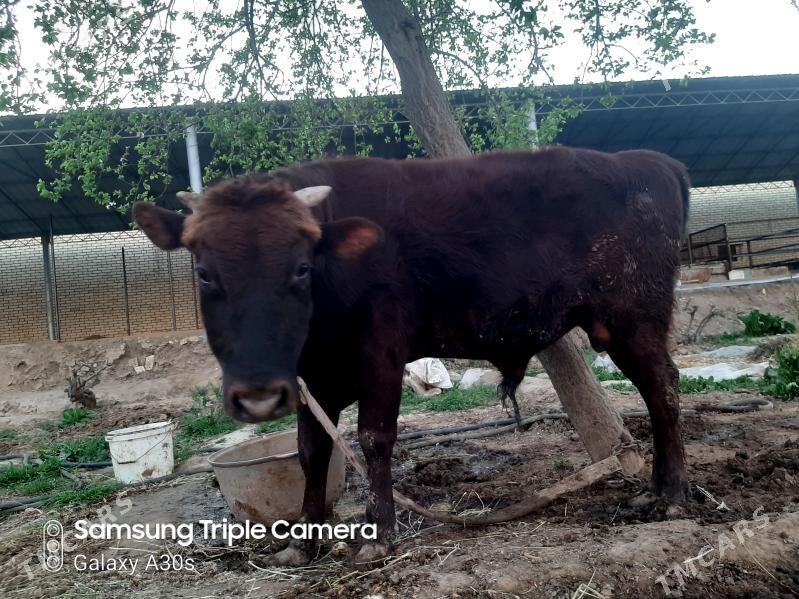 Öküz baha - Сакарчага - img 1