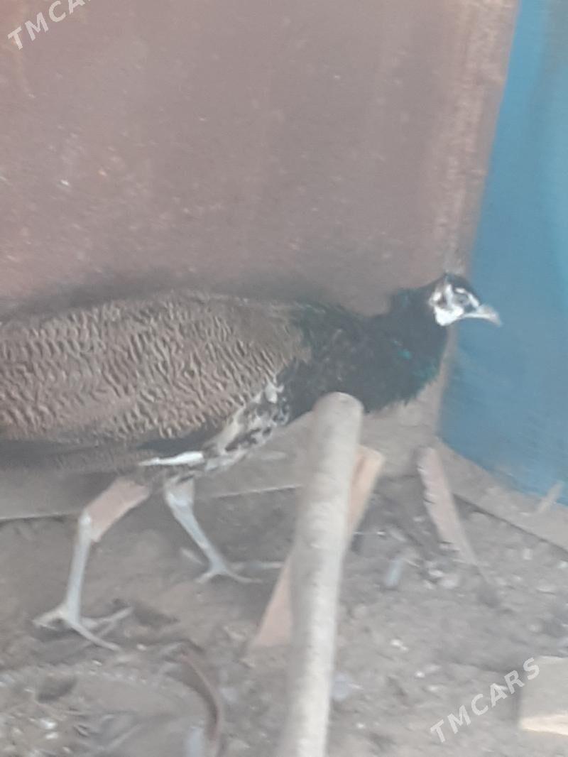 Tawus gus - Чарджоу - img 1