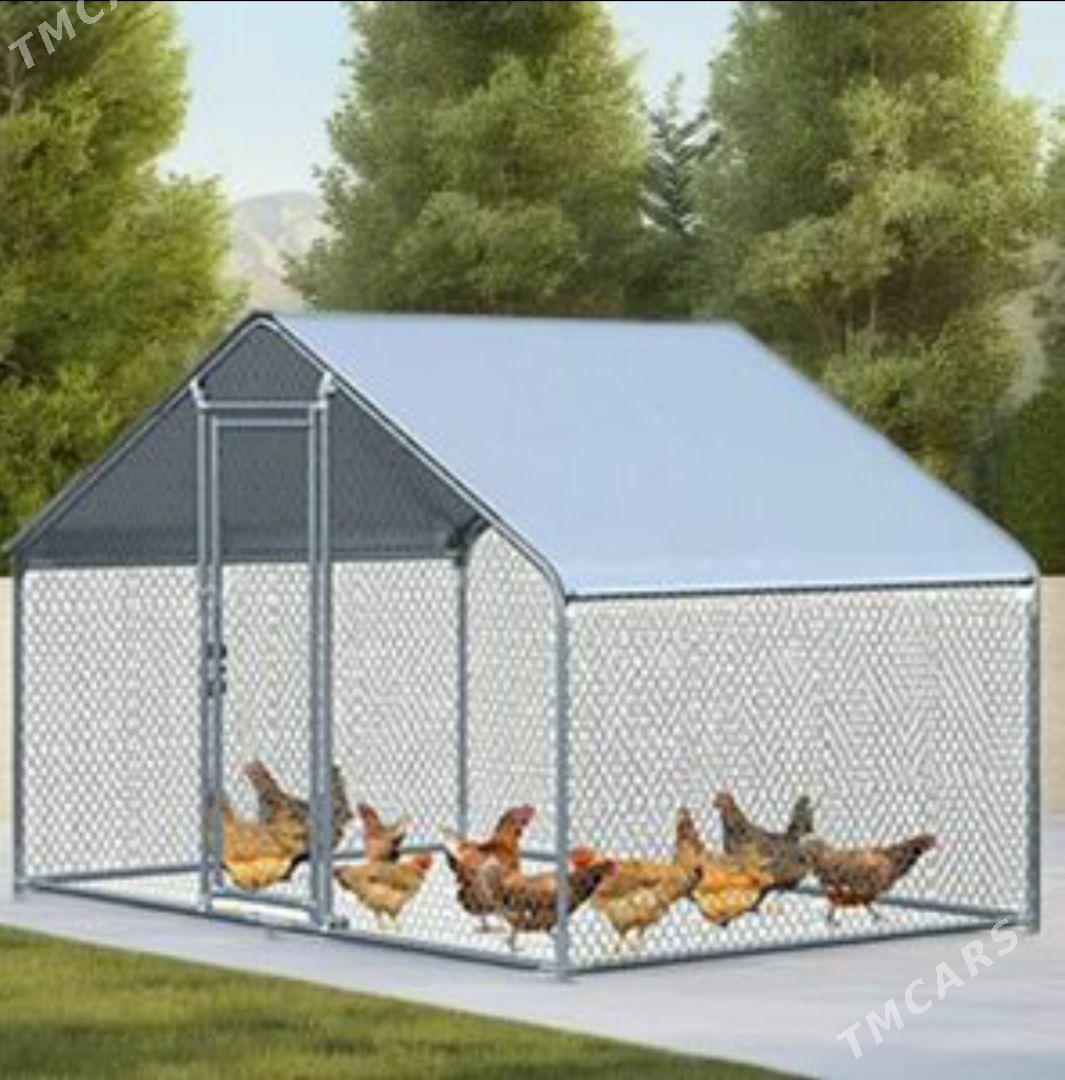 tovuk ketek - Mary - img 1