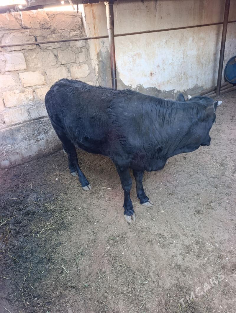 Gaçar - Гумдаг - img 1