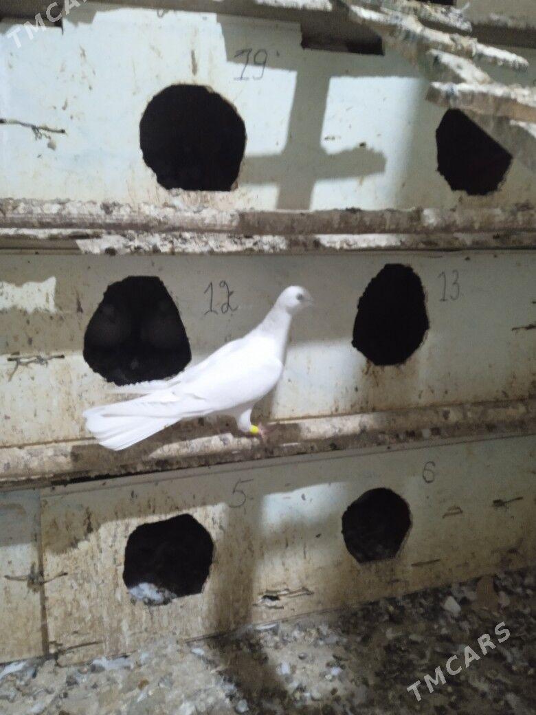 kepderi - Бахарден - img 1