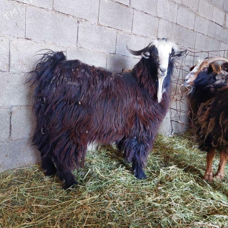 teke - Gökdepe - img 1