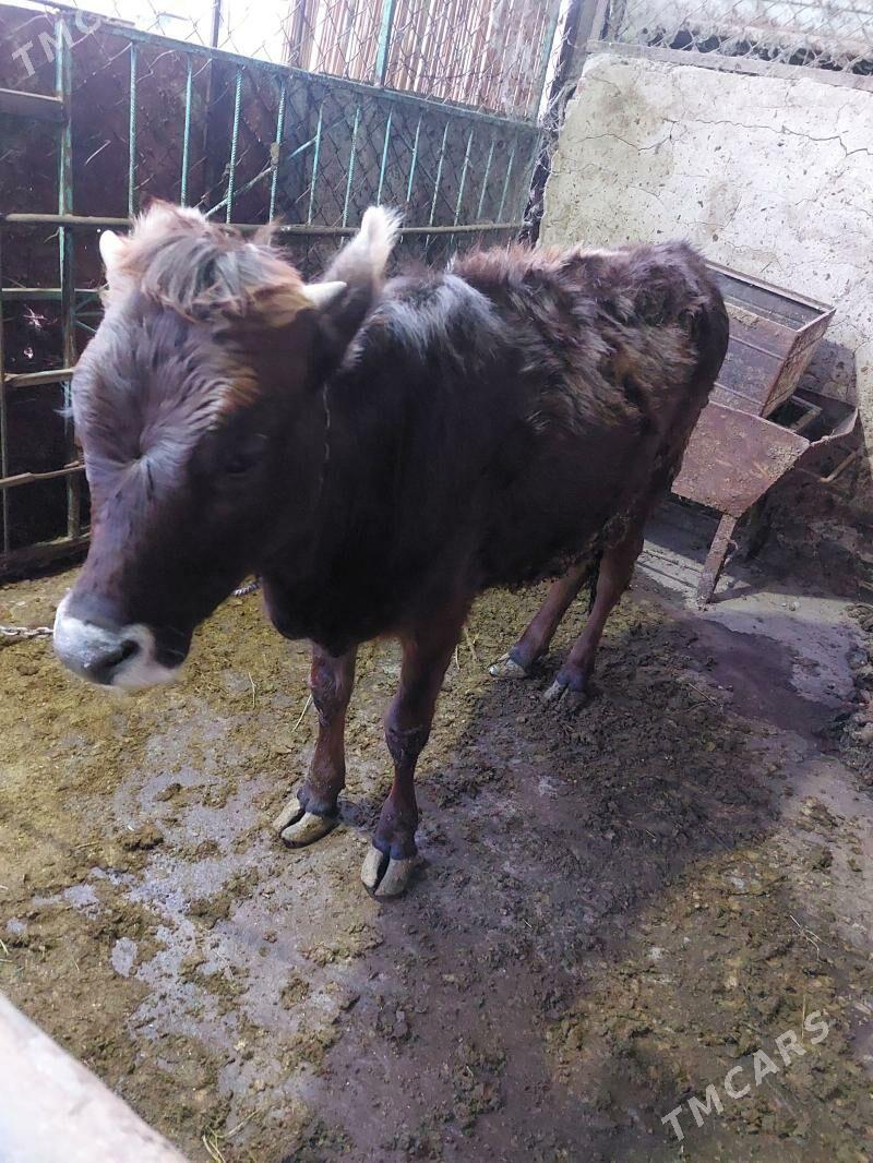 tuwe - Garadamak Şor - img 1