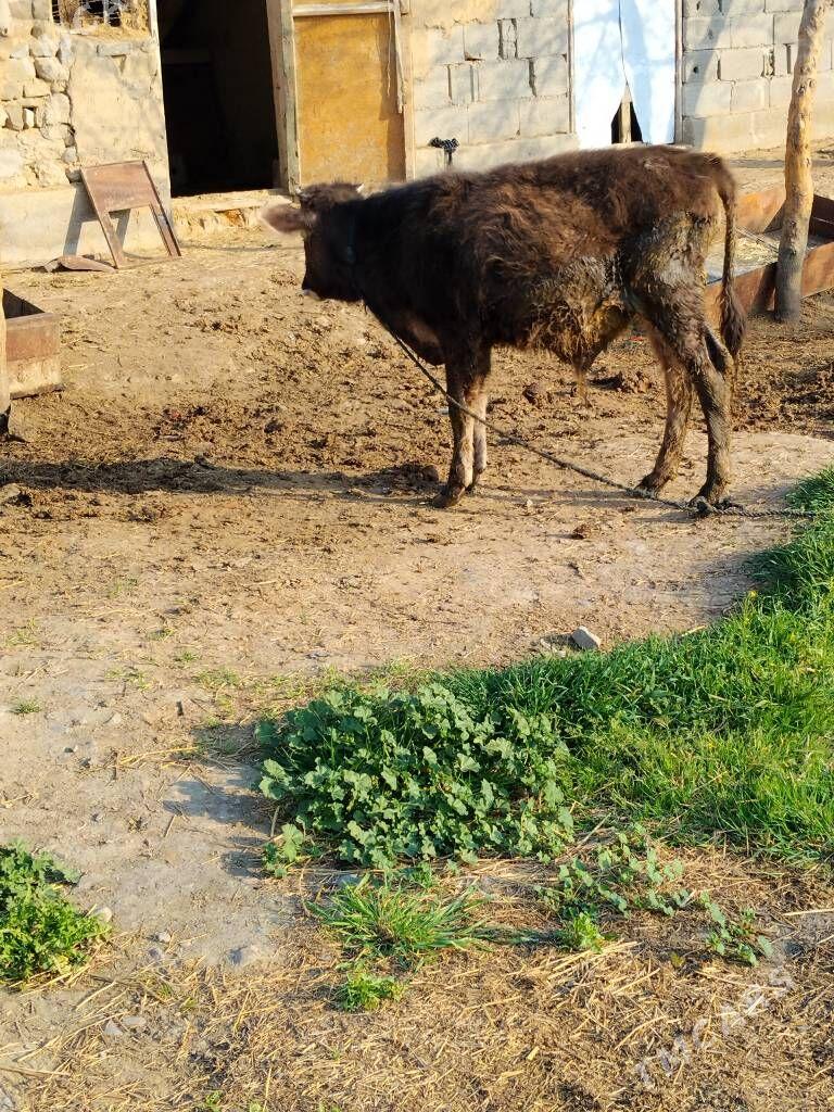 okuzce - Bäherden - img 1