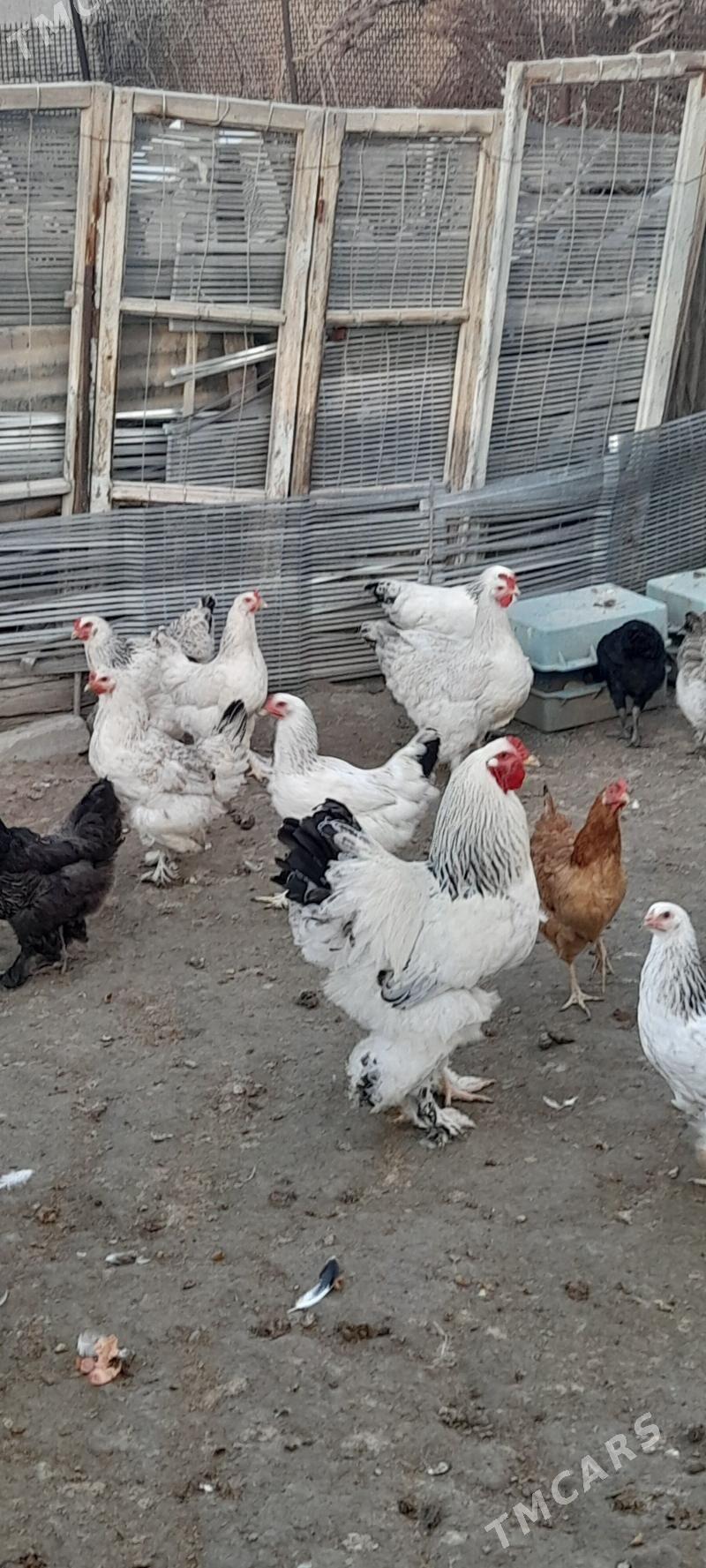 товук - Gökdepe - img 1