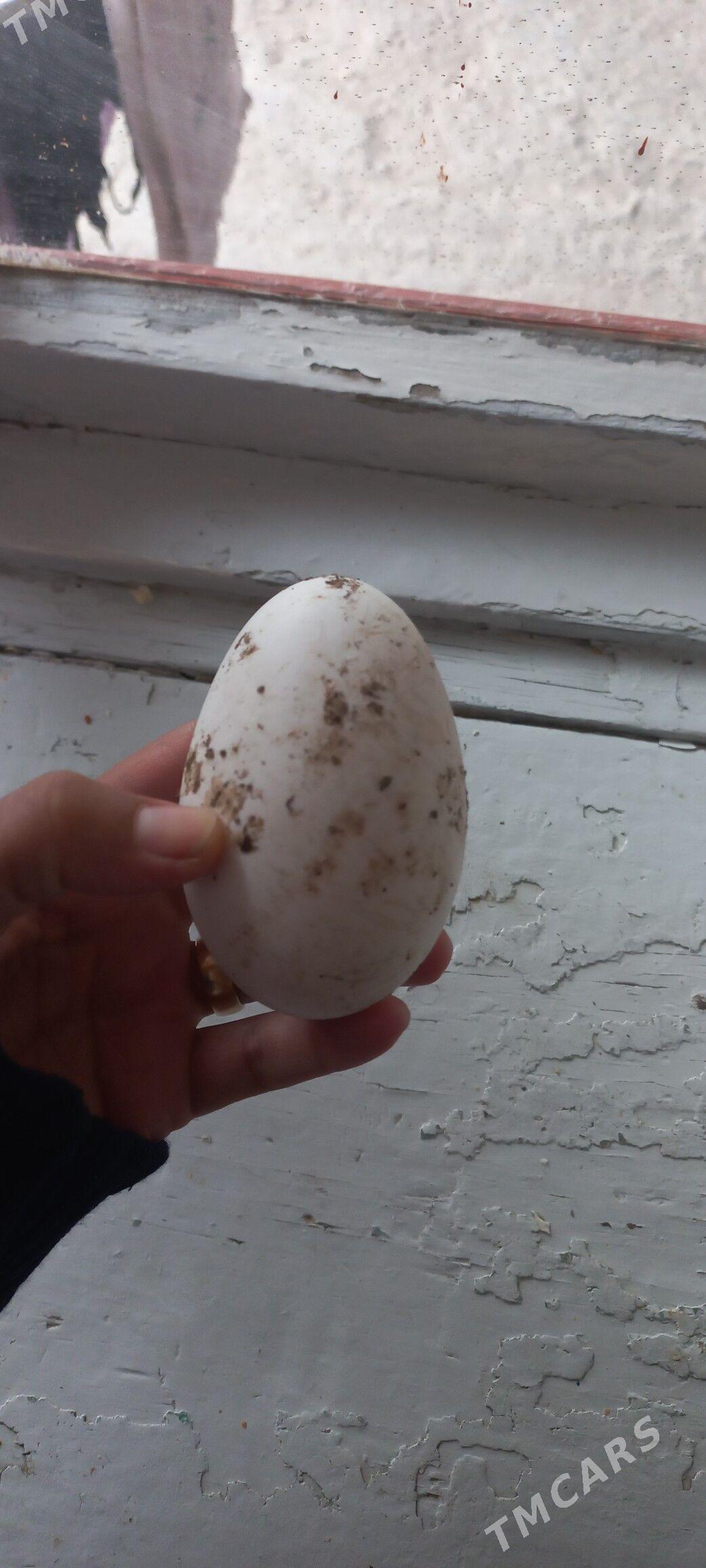 Kaz yumurtası - Туркменабат - img 1