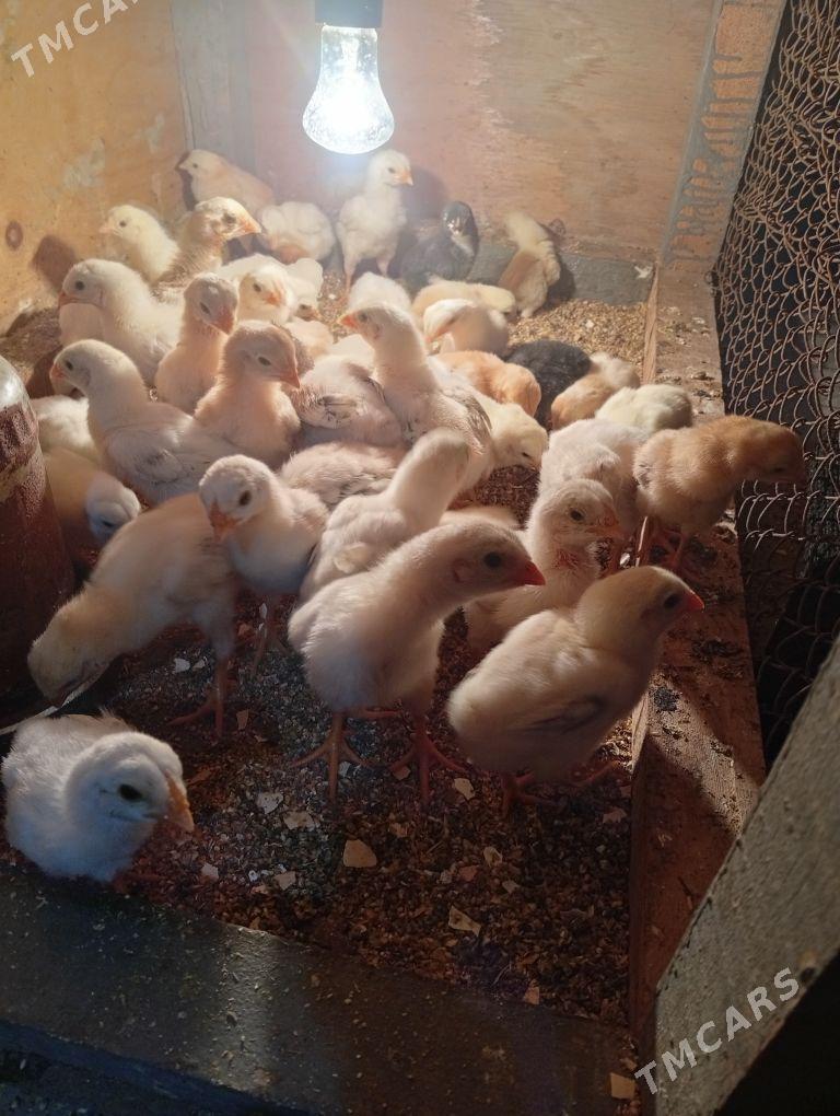 байсовый. жуже - Чарджоу - img 1