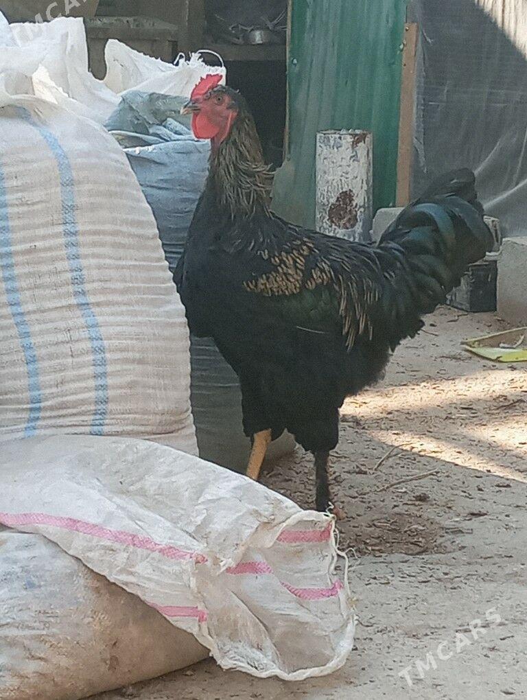 товук - Gökdepe - img 1