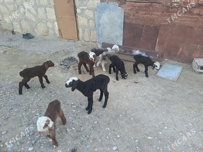 guzy - Гызыларбат - img 1