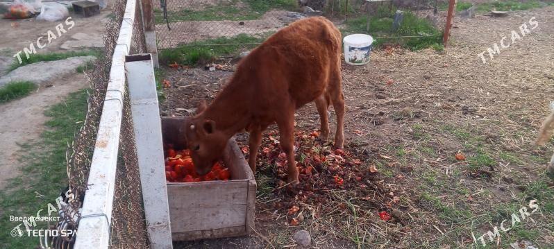 gulojyn gole - Mary - img 1