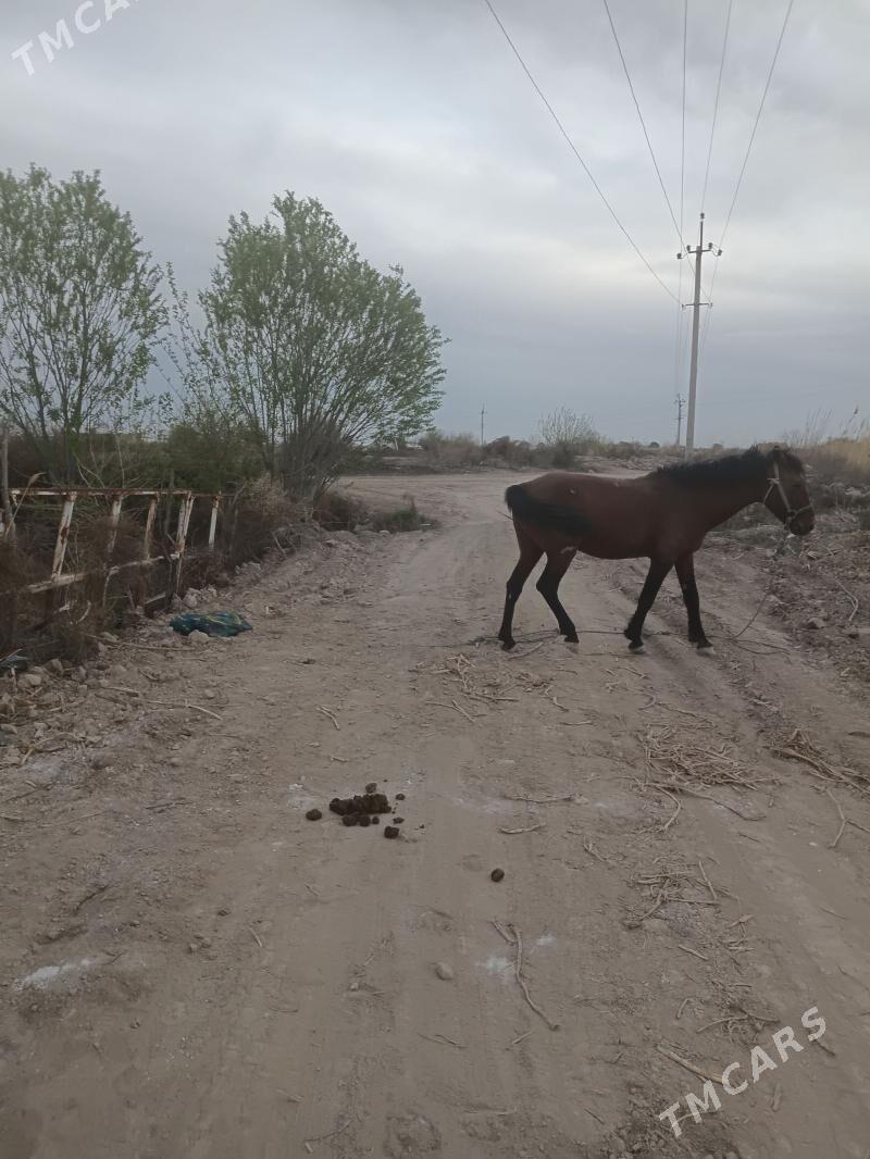 At - Койтендаг - img 1